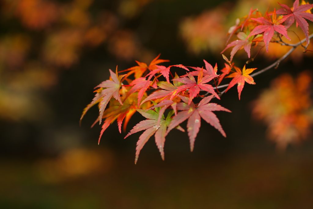 紅葉・古峯園♪10