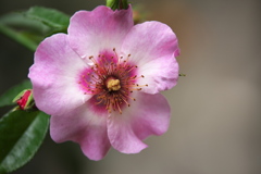 秋の花センター♪2