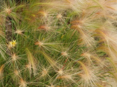 初夏のフラワーパーク♪7 初夏のフラワーパーク♪7