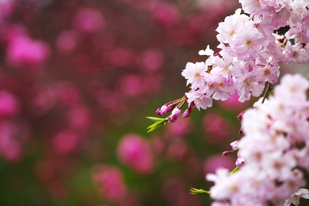 しだれ桜揺れて♪2