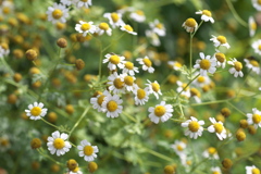 フラワーパークの夏♪1