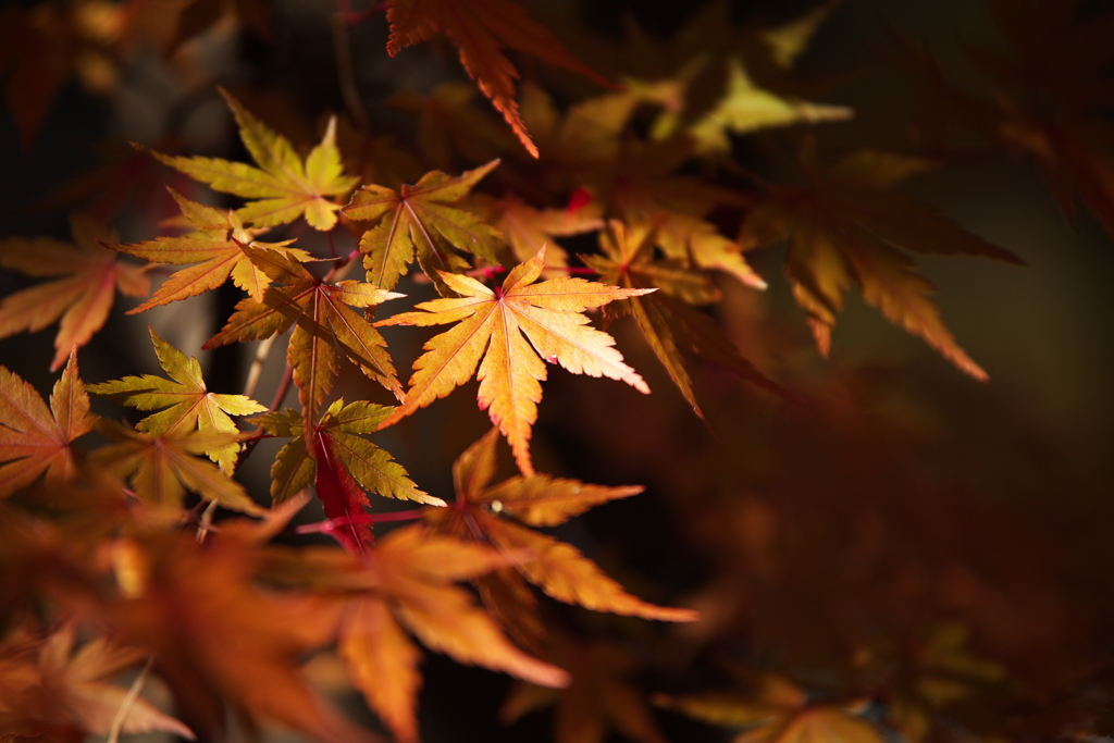 紅葉・富弘美術館前♪3