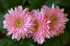希望の花♪5