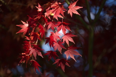 紅葉の頃・赤見フィッシングセンター♪5