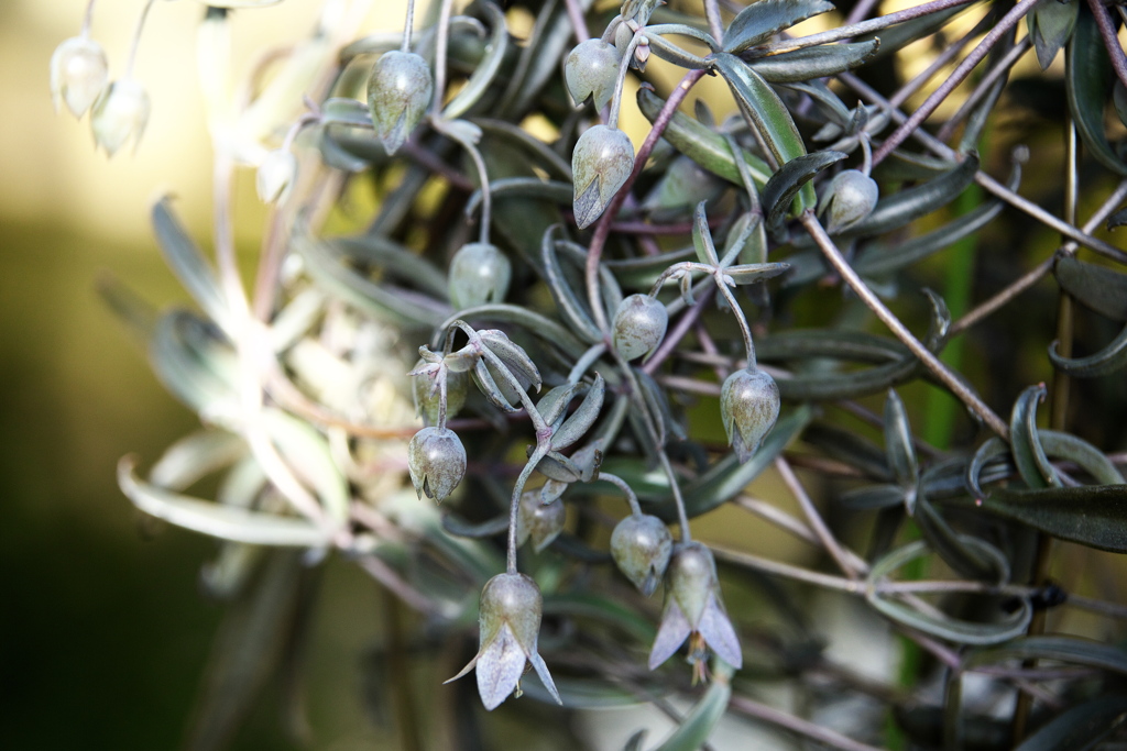 楽しい温室Ⅱ♪1