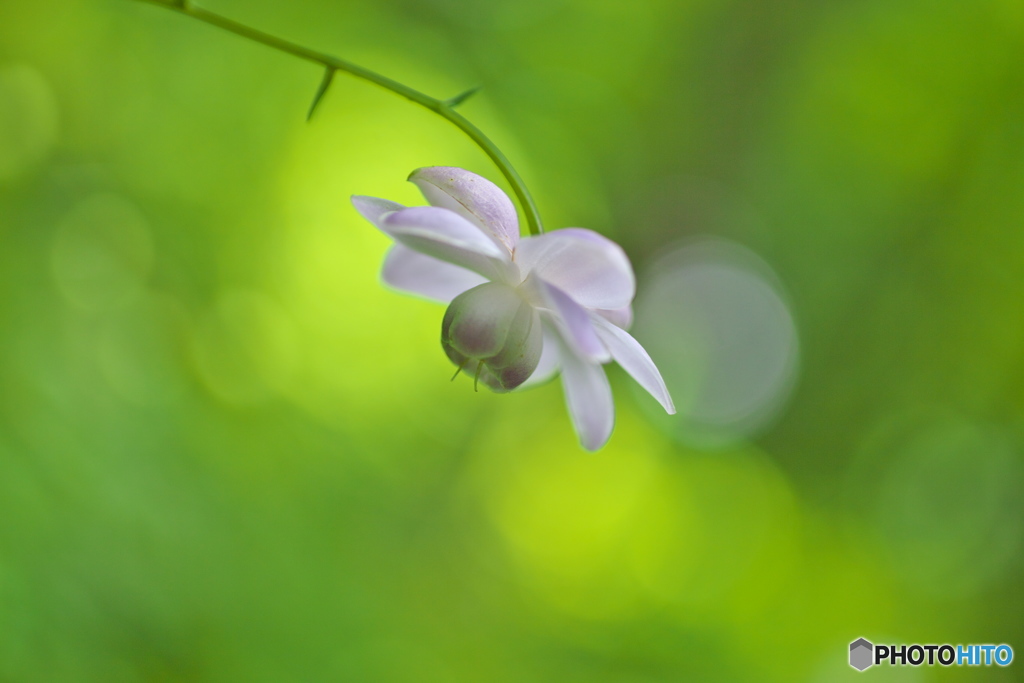 花之江の郷★夏♪１