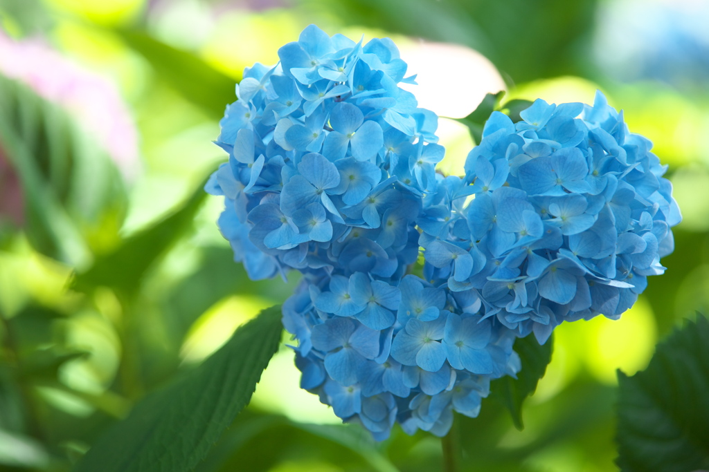 紫陽花・権現堂公園♪13