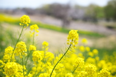 川辺の春♪4