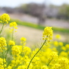川辺の春♪4