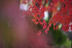 浄光寺の秋♪６