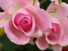 微笑みの薔薇2021♪5