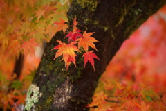 水辺の紅葉♪10