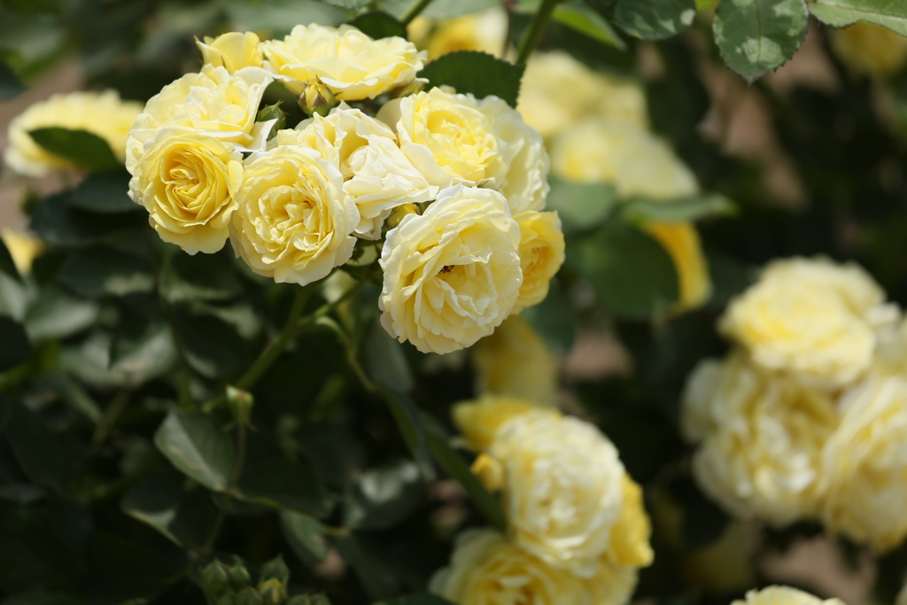 敷島公園の薔薇♪18