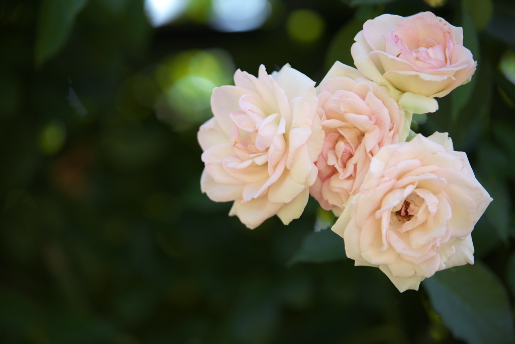 真夏のフラワーパーク♪9