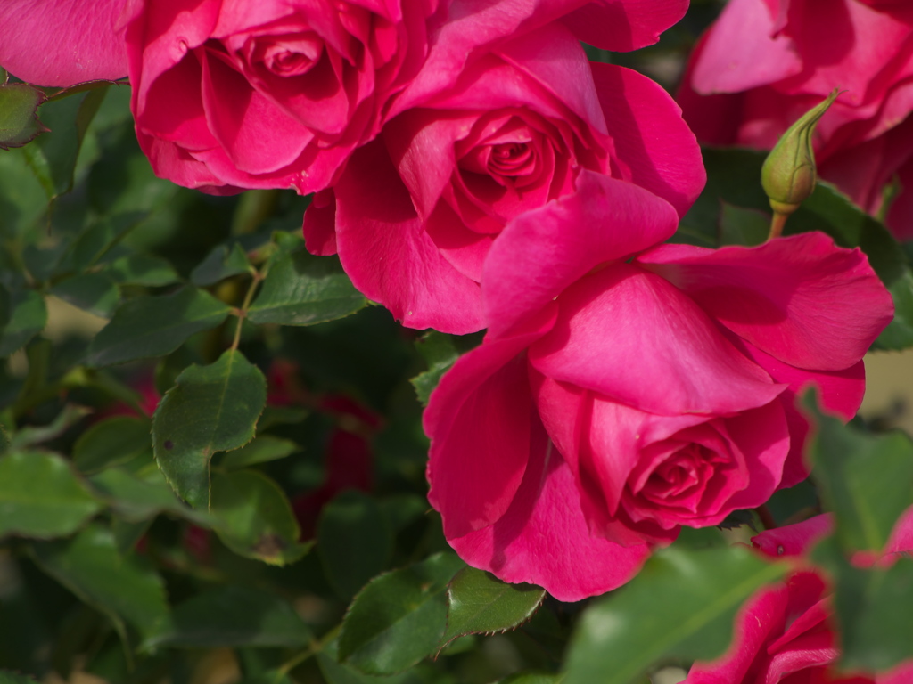 薔薇の微笑み－寒風に耐えて♪4