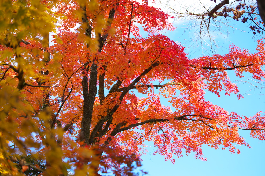 紅葉日光・逍遥園♪1