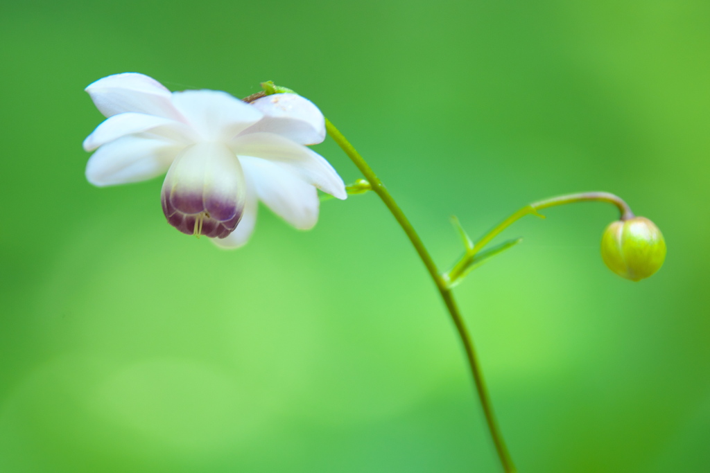 赤城自然園の夏Ⅱ♪10