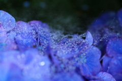 礒山神社の紫陽花♪7