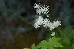 山野草の囁き♪7