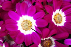 新春の華♪9