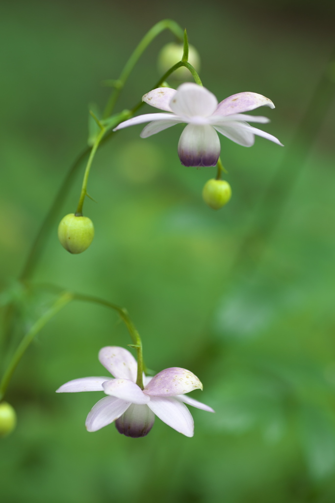 自然園の夏Ⅱ♪10