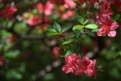 躑躅の花咲く頃♪１