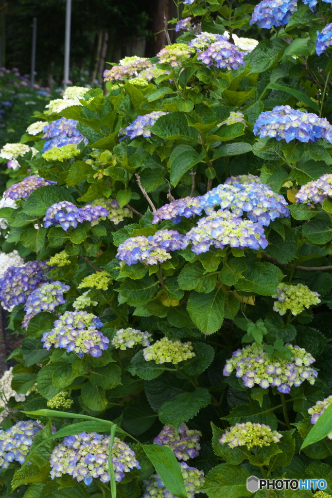 礒山神社の紫陽花♪8