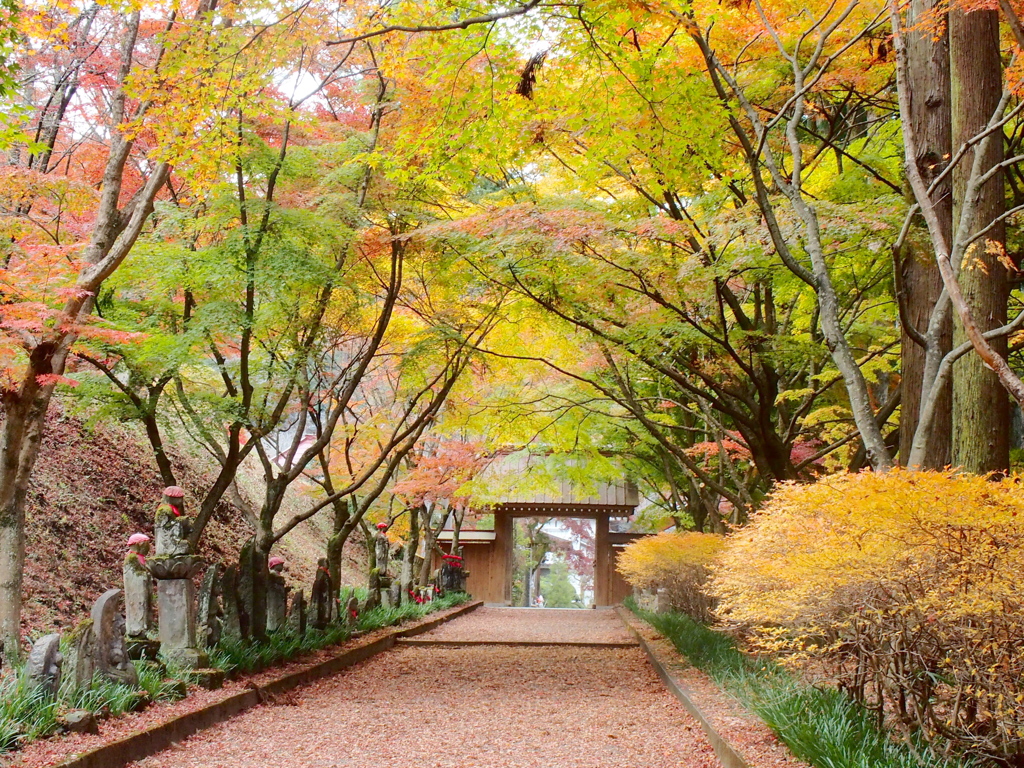 紅葉・金蔵院♪3