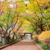 紅葉・金蔵院♪3