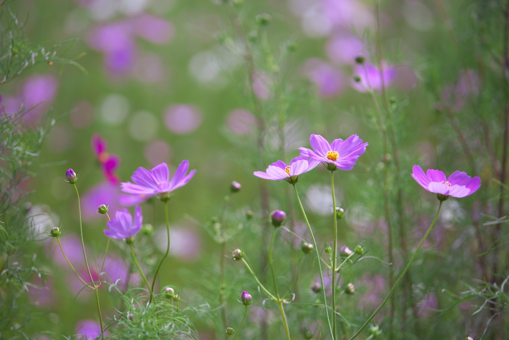 道端花壇♪2