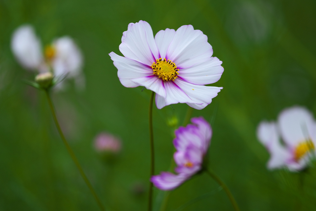 優しく咲いて♪4