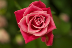 薔薇の香りに・・♪3