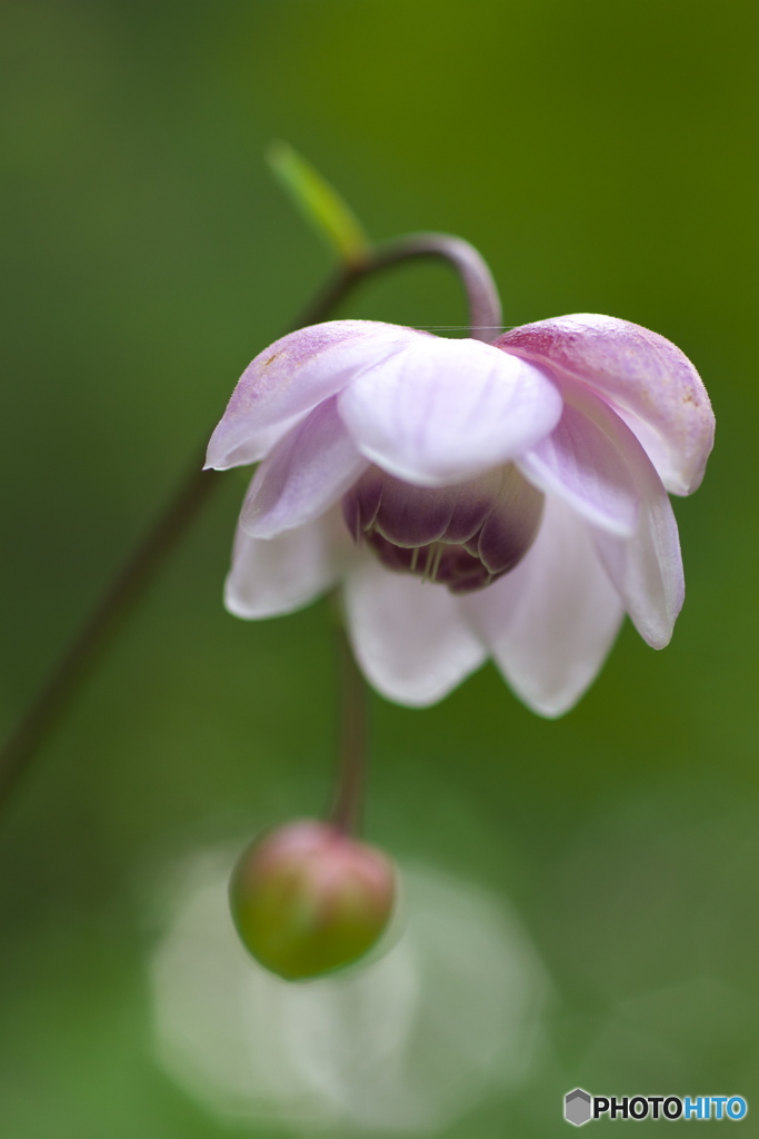 レンゲショウマ