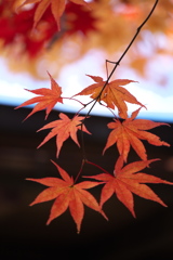 紅葉日光・逍遥園♪3