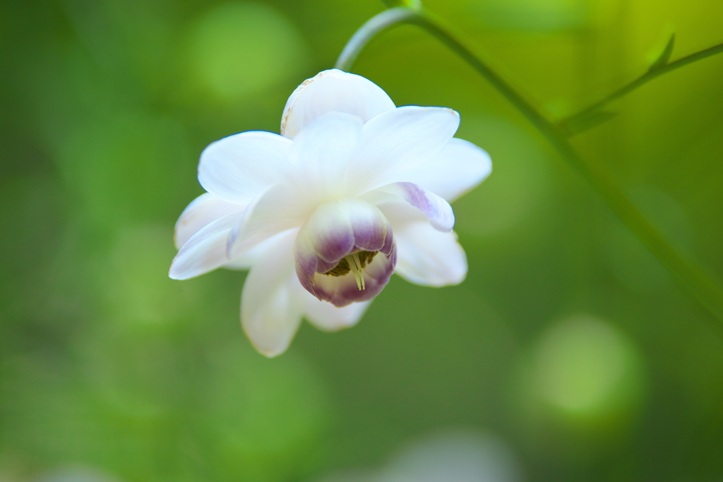 赤城自然園の夏Ⅱ♪5