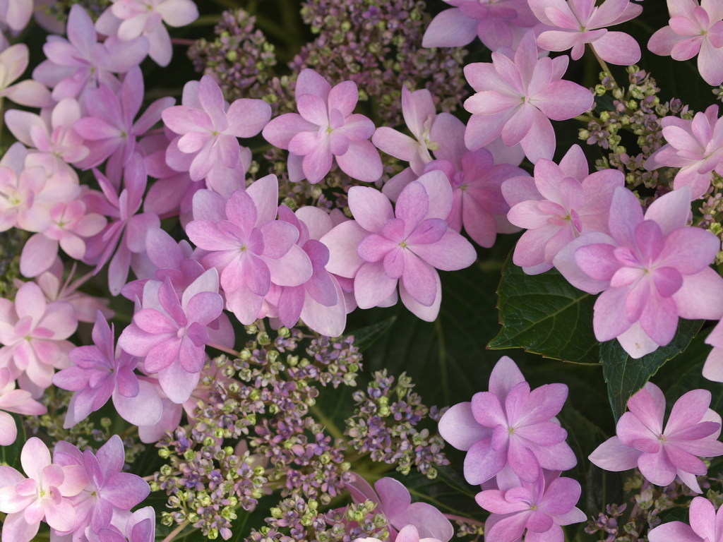 紫陽花の頃♪２