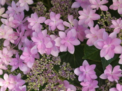 紫陽花の頃♪２