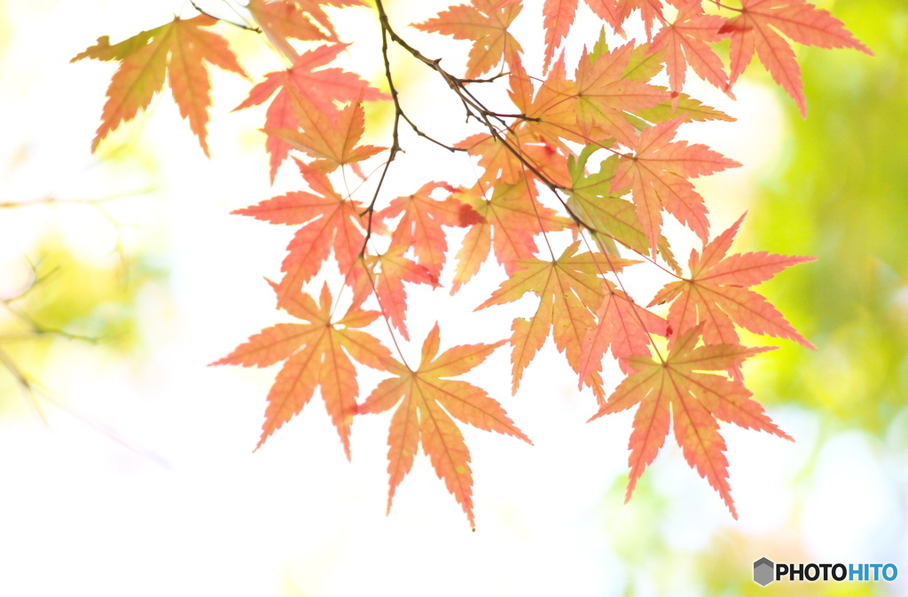 桐生・崇禅寺の秋