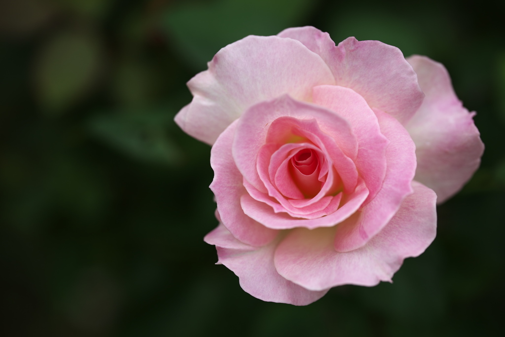秋の薔薇・井頭公園♪5