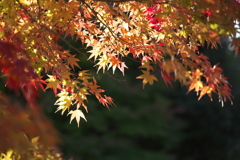 日光・紅葉の頃♪19