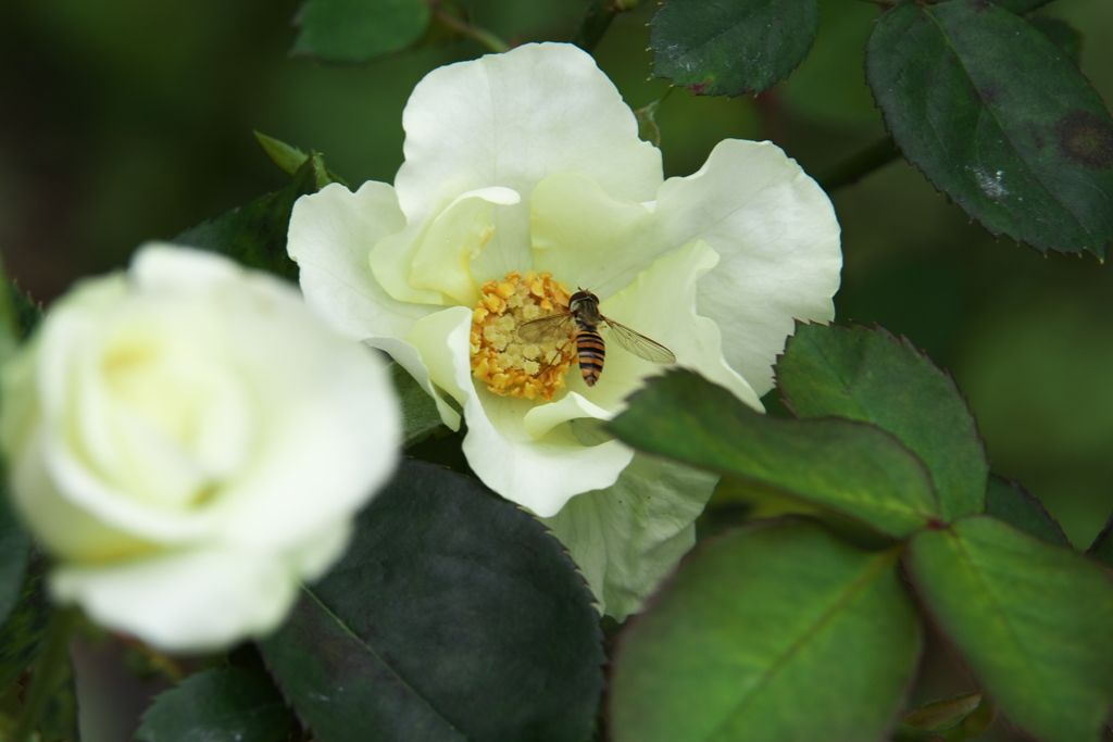 秋の薔薇・井頭公園♪3