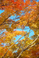 渓流沿いの紅葉♪8