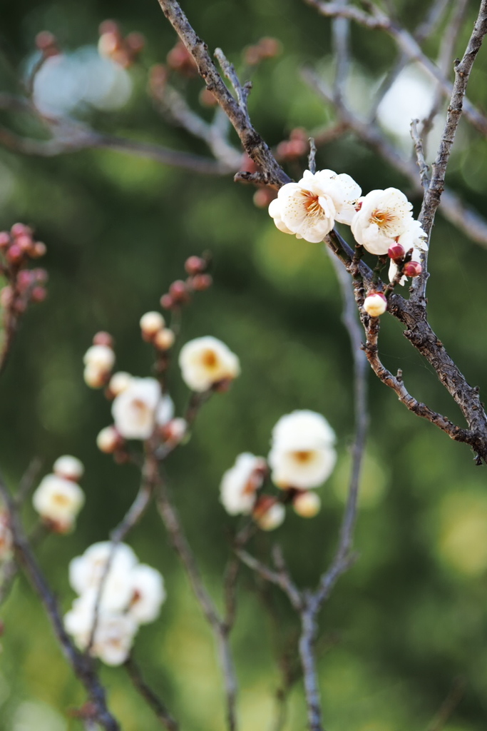 公園の梅♪2
