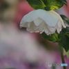 花木センターにて♪9