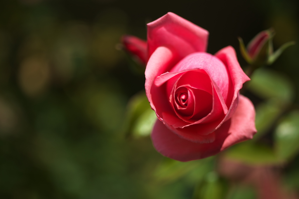 薔薇の微笑み－寒風に耐えて♪3