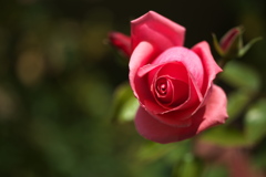 薔薇の微笑み－寒風に耐えて♪3