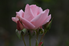 薔薇・咲き残る♪5