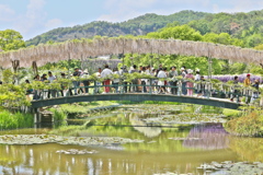 藤の花咲くころ♪3