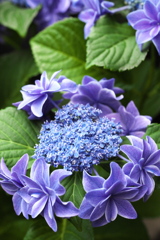 紫陽花色♪3