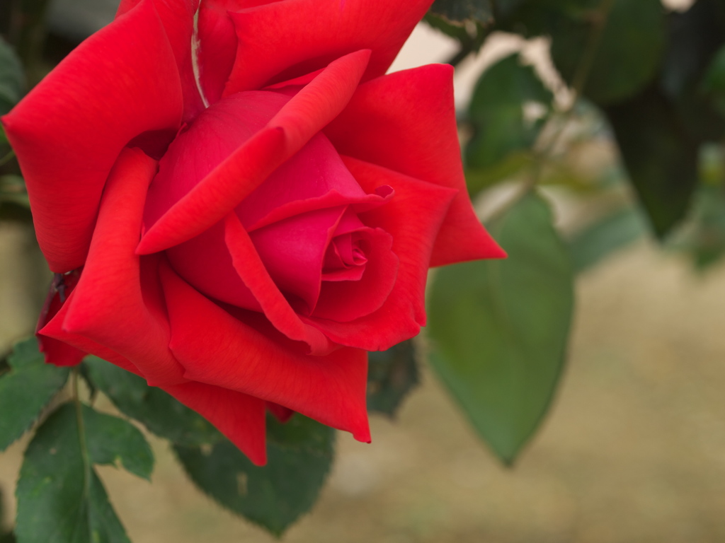 敷島公園の薔薇♪10